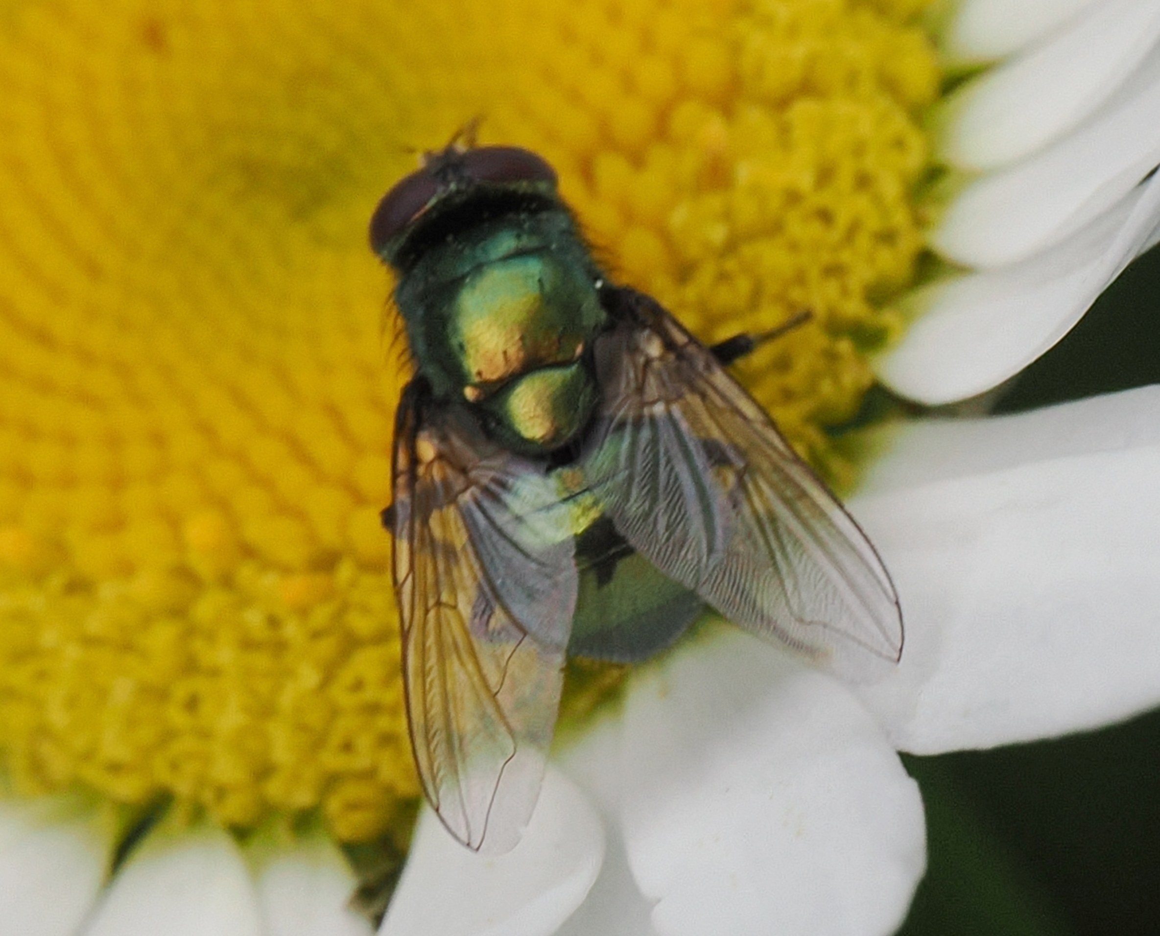 Lucilia-sp